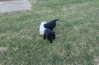 Labrador