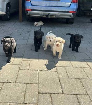 Labrador