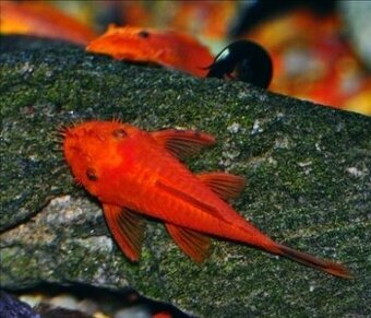 ‼️L144 Ancistrus sp. SUPER RED ‼️