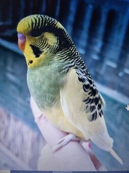 Andulky - mutácia Austrálska straka