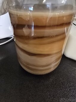 Predam huby kombuche