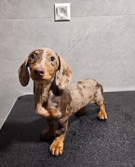 Jazvečík krátkosrstý