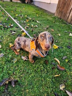 Jazvečík krátkosrstý