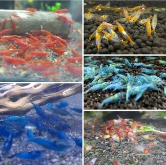 Krevetky,ryby,slimáky