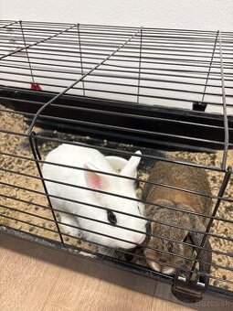 Predám 2 zajaciky (samičky)