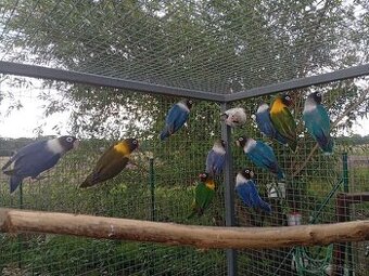 Predám agapornisov škraboškových