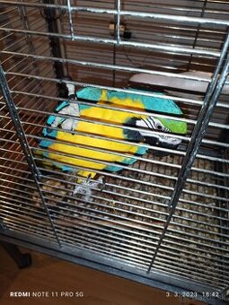 Predám 3 ročnú ara ararauna