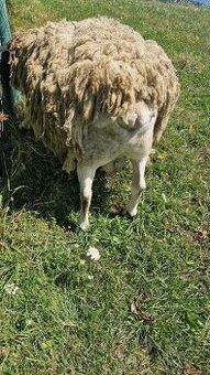 Predam ovcu a barana - 1