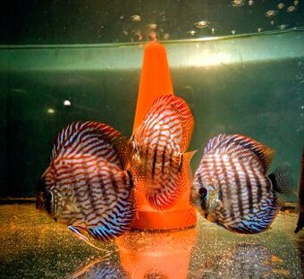 Terrcovce Red tyrkys diskus - 1