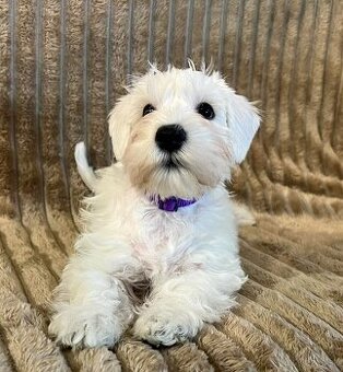 Biely malý bradáč s PP