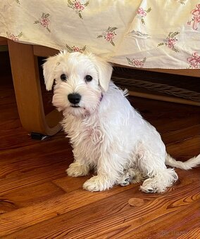 Biely malý bradáč s PP