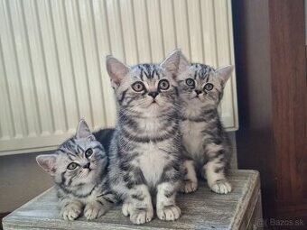 Britské whiskas mačiatka s PP