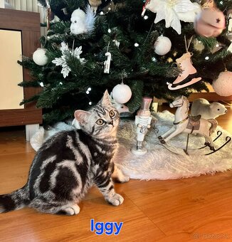 Britské whiskas mačiatka s PP