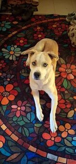 Darujem psa - len do dobrých rúk