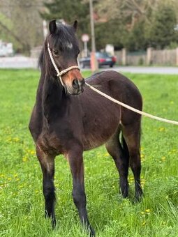 Prodám hřebce Welsh cob D - SPĚCHÁ