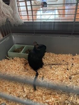 2 osmak degu s vybavou