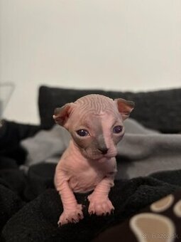 Sphynx maciatka - 1