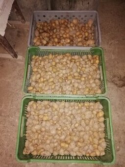 Kŕmne zemiaky 50kg