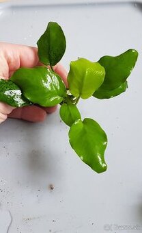 Anubias