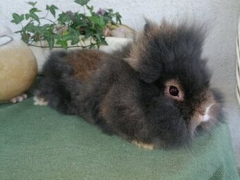 Teddy kraliky