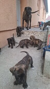 Predám Cane Corso Šteniatka