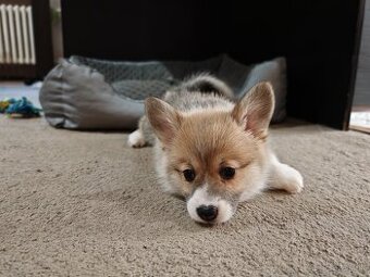 Welsh corgi pembroke s PP