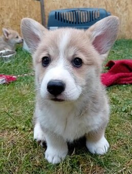 Welsh corgi pembroke s PP
