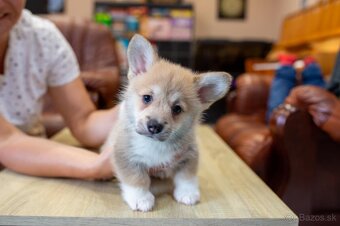 Welsh corgi pembroke s PP
