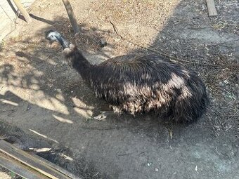 Emu hnedý