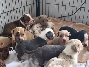 American Bully Standard