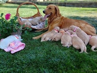 Zlatý Retriever