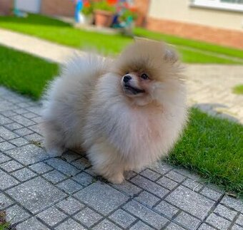 Nememcký špic/ Pomeranian