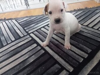 Predám šteniatko pitbula