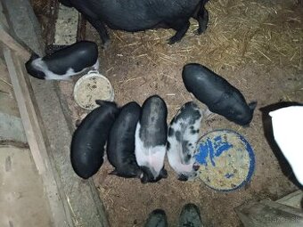 Vietnamské odstavčatá