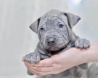 Thajský ridgeback - šteniatka