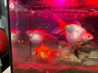 Predám akvárium 30l