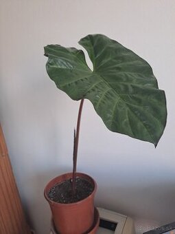 Alocasia Yucatan Princess 60 cm