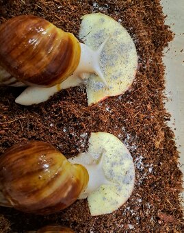 AFRICKÉ SLIMÁKY LISSACHATINA FULICA  FULICA