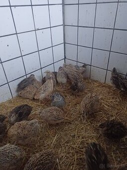 Japonské prepeličky