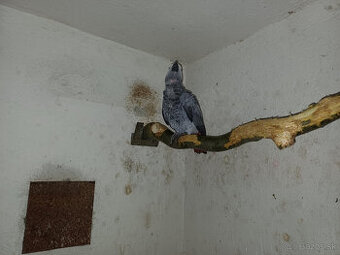 Predám samičku Žako kongo