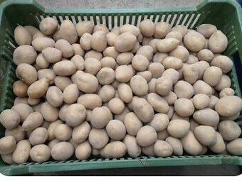 Sadbové zemiaky Soraya