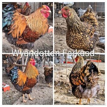 Wyandotka GSG-Žlté čiernolémované