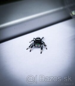 Phidippus regius „Everglades“ (Skákavka kráľovská)