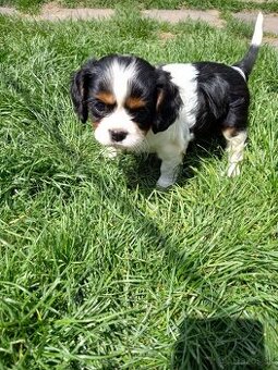 Cavalier king charles španiel