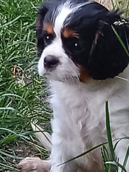 Cavalier king charles španiel