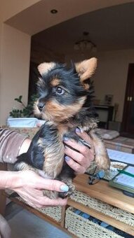 Yorkshire terrier