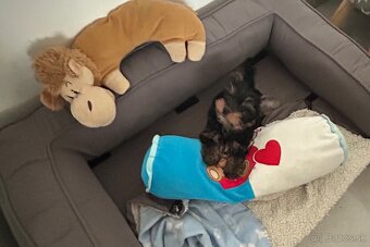 Yorkshire terrier