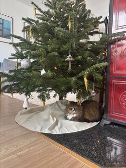 Dlhosrstá dospelá mačka