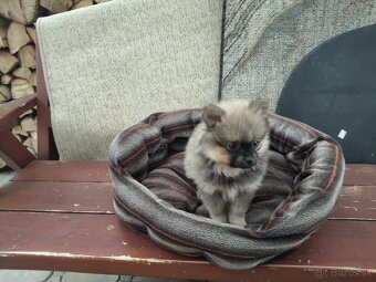 Nemecký špic malý - 1