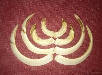 Predám poľovnícke trofeje.